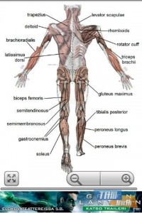 Human Anatomy